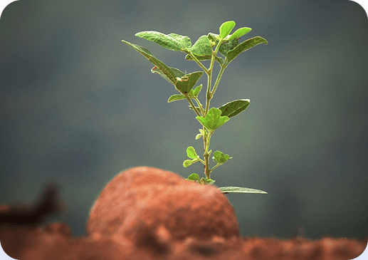 verde agrotech banner